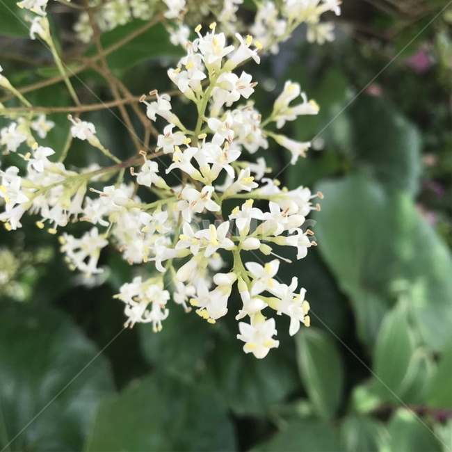 꽃,flower,하얀,초록,식물,옹기종기,plant