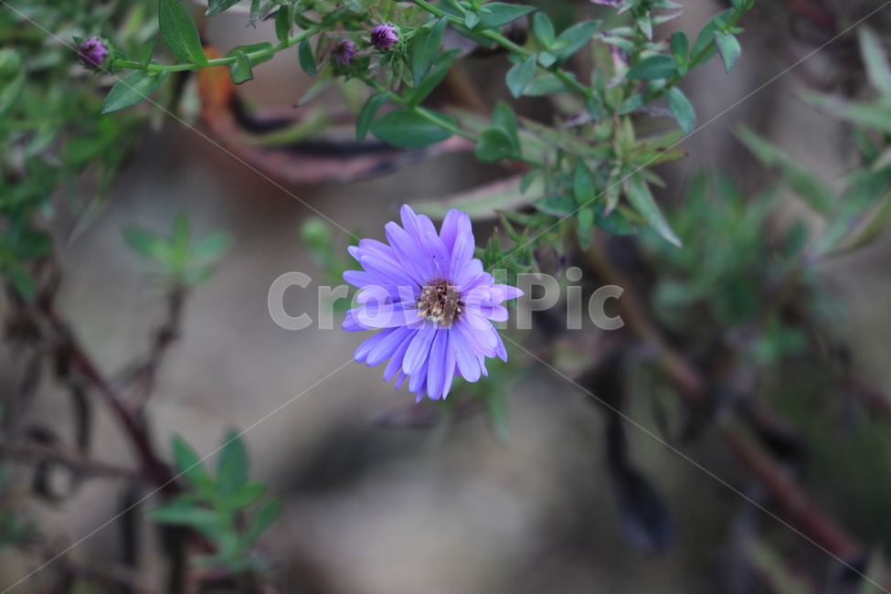 꽃,들꽃,야생화,flower,wildflower,식물,자연,plants,nature,꽃,flower