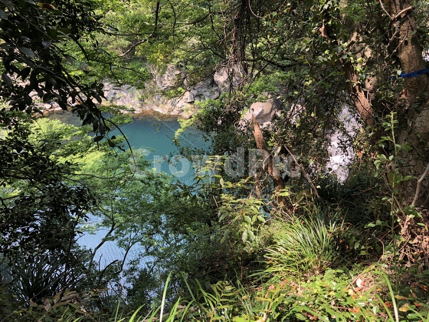 tree,나무,plant,식물,nature,자연,outdoors,초목,제주,제주도,천지연폭포,폭포,자연,풍경,nature,landscape