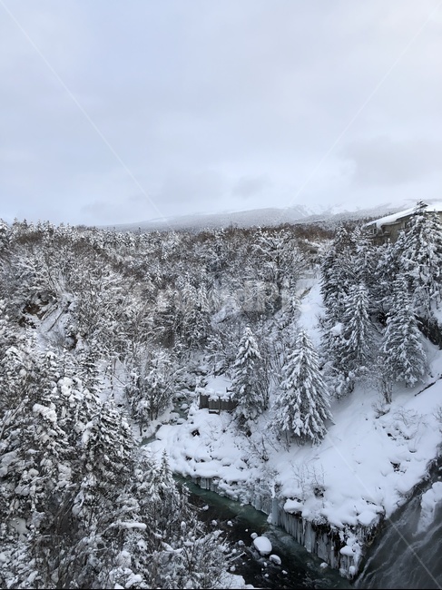 나무,plant,tree,크리스마스,일본,비에이,삿포로,겨울나라,겨울풍경,크리스마스트리,sapporo,japan,winter,a,겨울,계절,winter,season