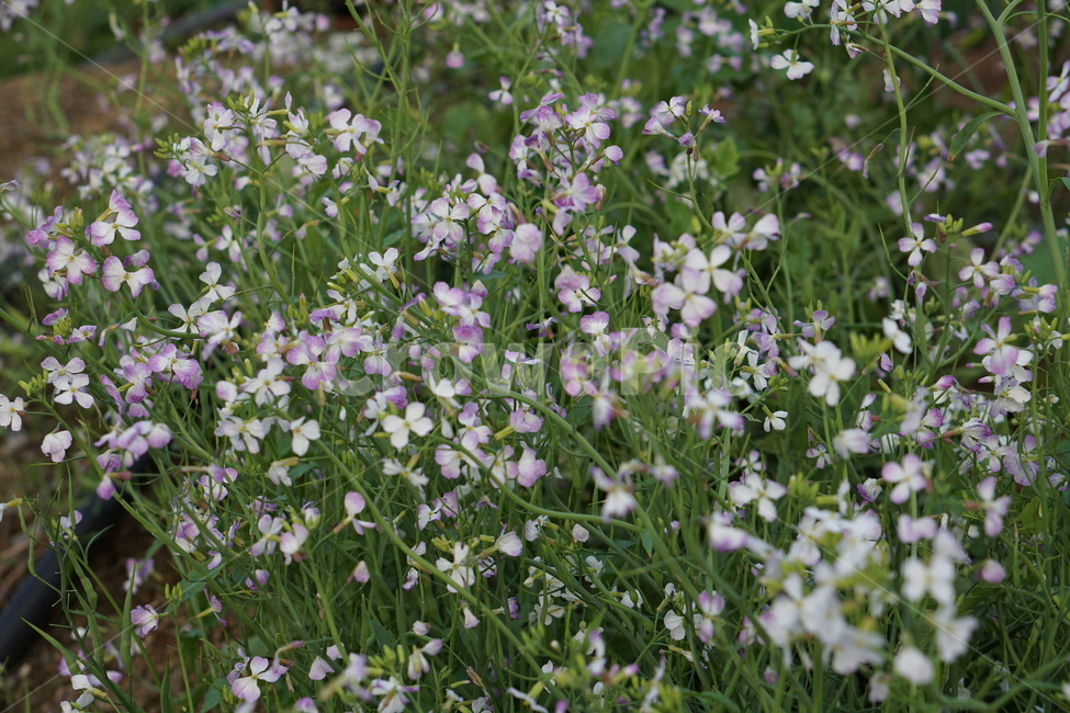 꽃,무꽃,무,봄,자연,채소,식물,자연,plants,nature,꽃,flower