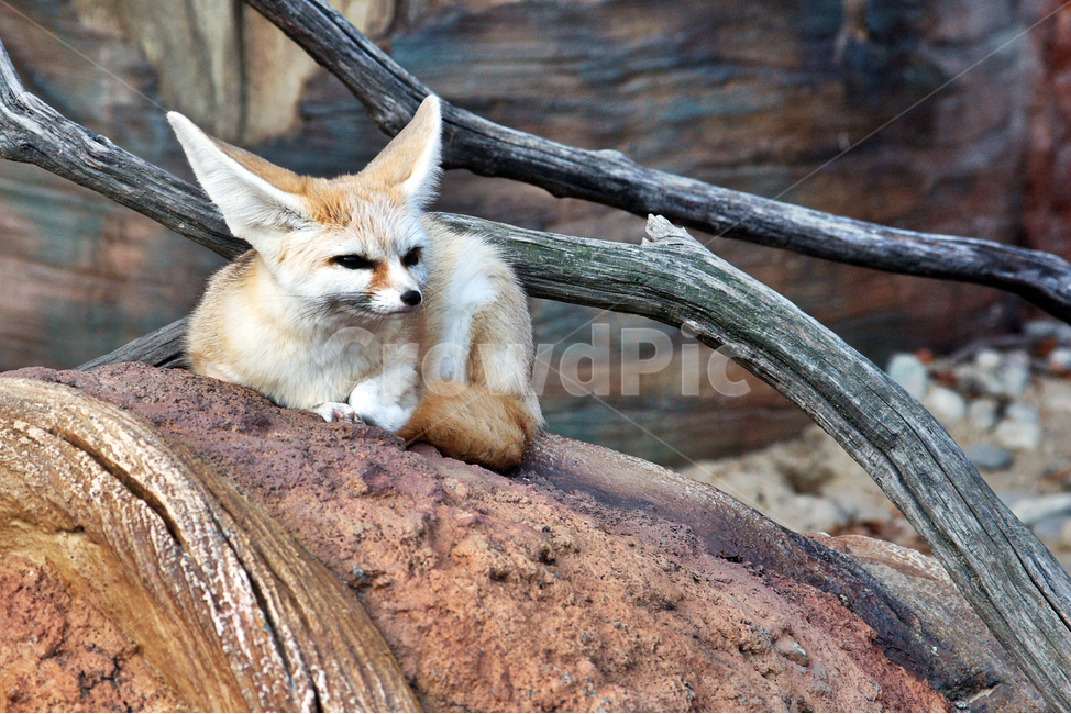 사막여우,여우,동물,fennecfox,페넥여우,북아프리카,사막,개과,동물,animal,포유류,mammal