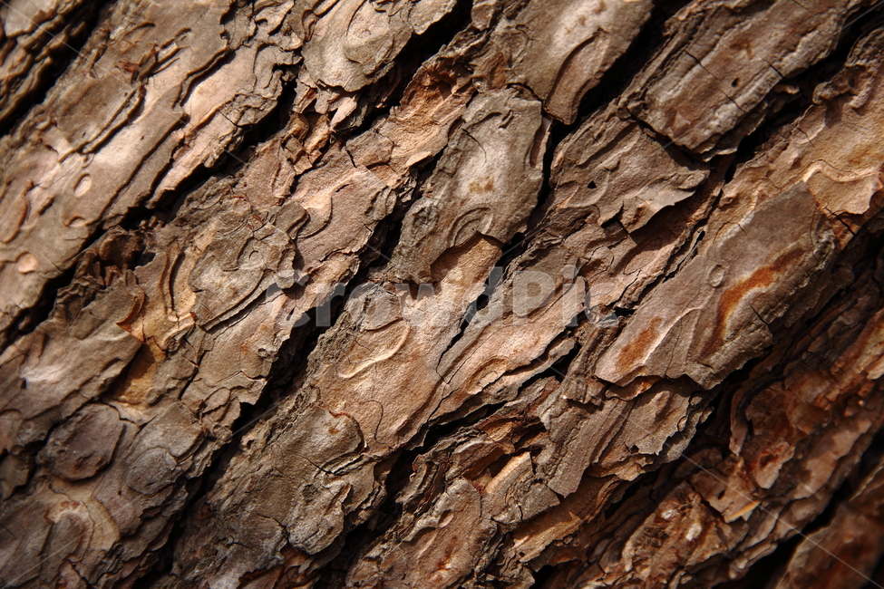 나무,질감,식물,우드,표면,나무,trees,wood,텍스처,질감,패턴,texture,pattern