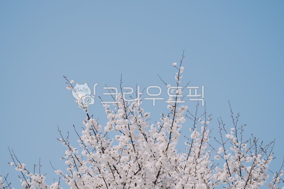 spring,sky,cherry blossom tree,Cherry Blossom,nature,background,cherryblossom,flower