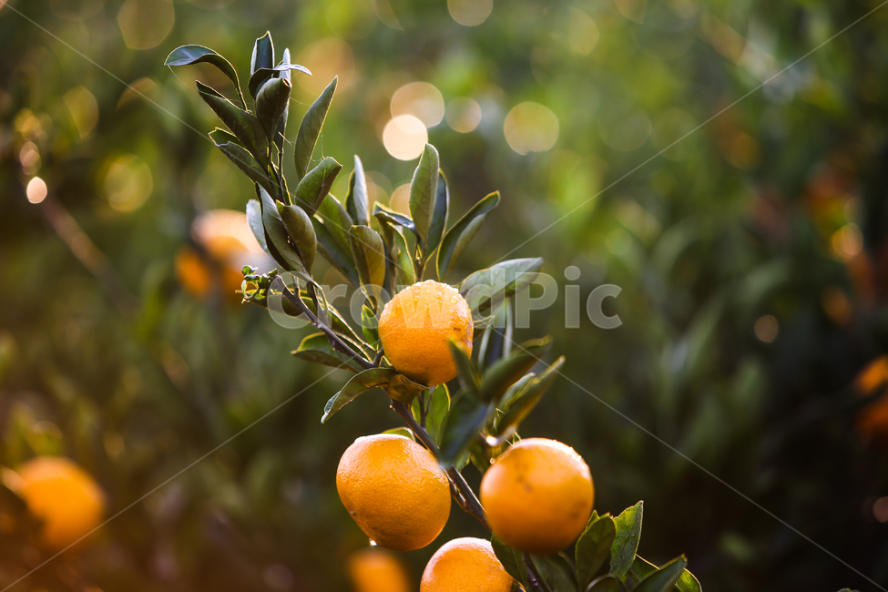귤,감귤,과일,이슬,싱그러운,신선한,열매,자연,제주도,특산물,나무,농산물,귤나무,과수원,음식,식물,나뭇잎,노랑색,농장,물방울,노란색,동그란,노랑,녹색,초록,잎사귀,싱싱한,노지,조생귤,노지귤,과일,열매,fruit,감성,sensible,feeling