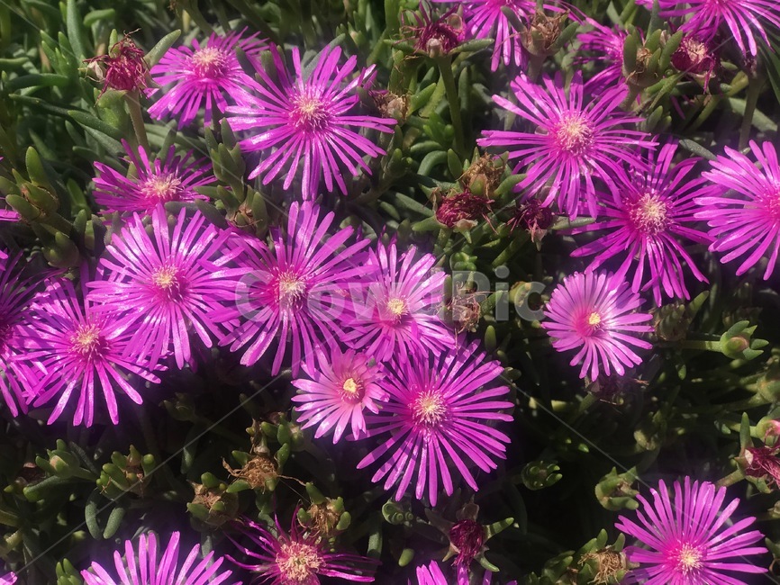 꽃,이쁘다,flower,행복,한여름꽃