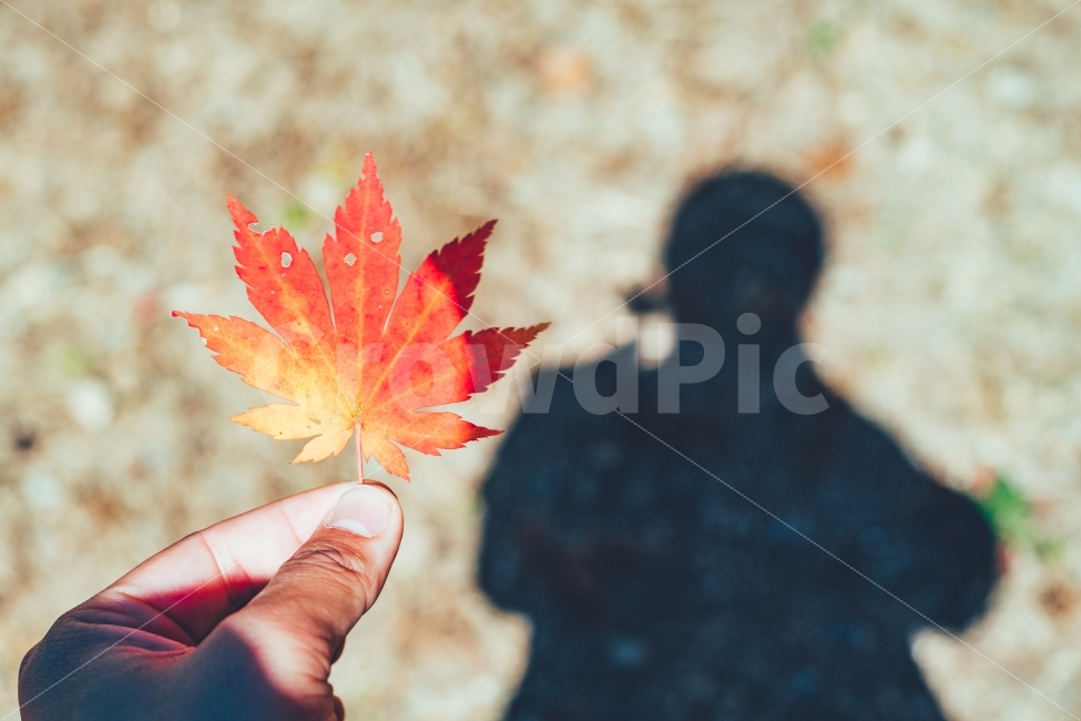 그림자,단풍,단풍잎,단풍나무,가을,가을,계절,fall,autumn,season,식물,자연,plants,nature,사람,인물,인간,human,person,신체일부,몸,body,감성,sensible,feeling,plant,leaf,잎,tree,나무