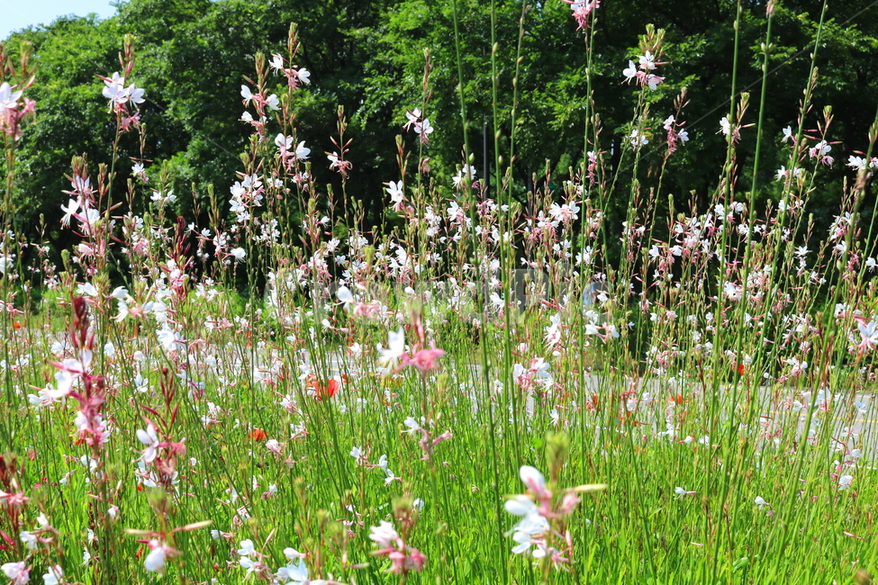 가우라,꽃,가우라꽃,식물,비늘꽃과,자연,풍경,백접초,식물,자연,plants,nature,꽃,flower
