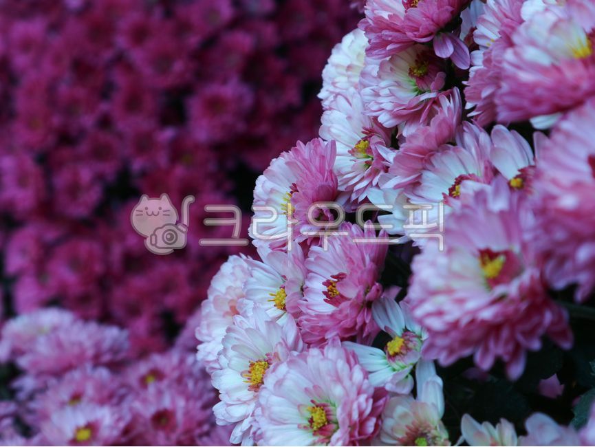 국화,가을꽃,autumnflower,mum,소국,flower,blossom