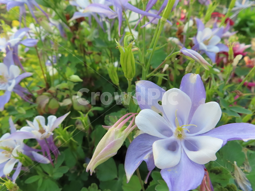 작은꽃,아름다움,귀여움,작다,꽃,식물,공원,화려함,smallflowers,beauty,small,plants,parks,flowers
