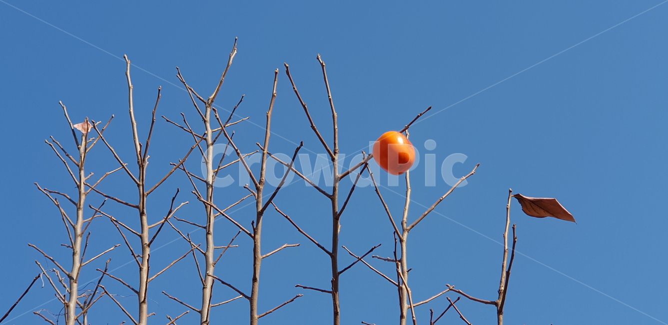 감,가을,식물,과일,food,과일,열매,fruit