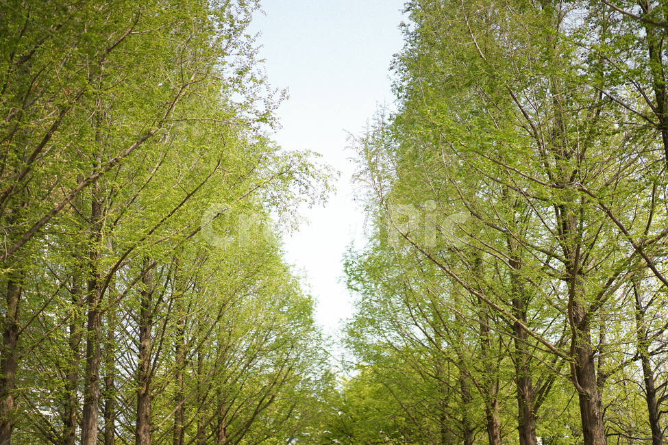 식물,자연,초록,여름,풍경,나무,가로수,식물,자연,plants,nature,나무,trees,wood