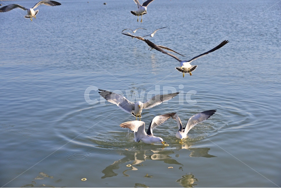 animal,동물,bird,새,water,물,outdoors,옥외,seagull,갈매기,flying,나는,새우깡,바다,조류,비행,동물,animal,조류,새,birds