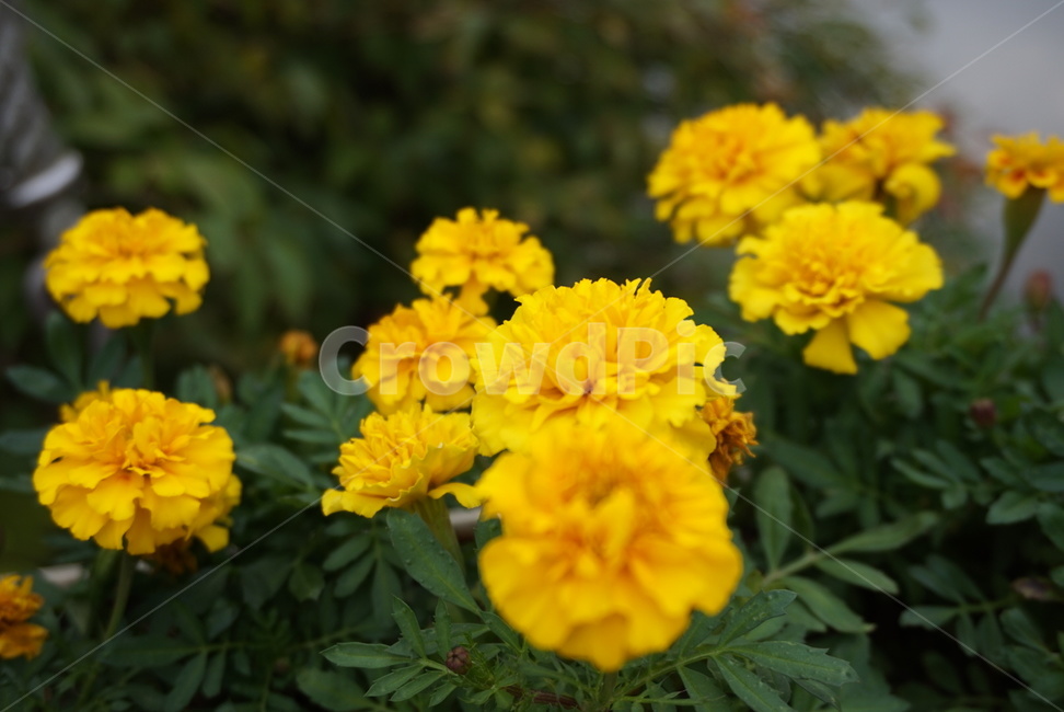 노란꽃,자연,식물,꽃,flower,식물,자연,plants,nature,꽃,flower