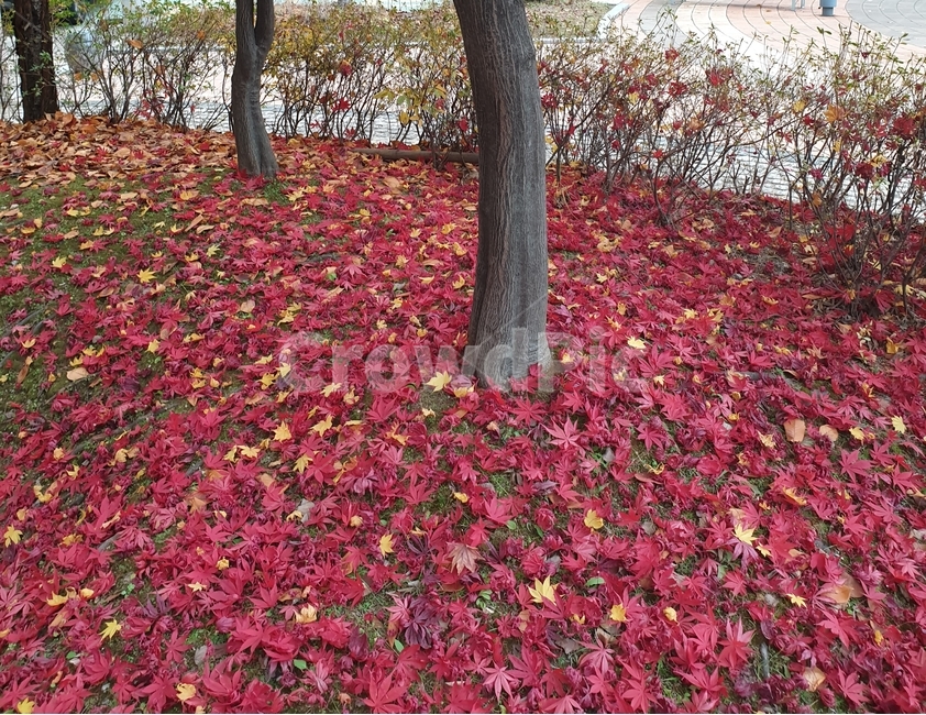 나뭇잎,낙엽,단풍,가을,풍경