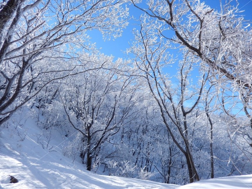 민주지산,눈꽃풍경,상고대,겨울풍경,겨울동화,눈풍경,파란하늘,100대명산,겨울명산,설경,서리꽃,영동,각호산,자연,풍경,nature,landscape,겨울,계절,winter,season,outdoors,옥외,snow,눈