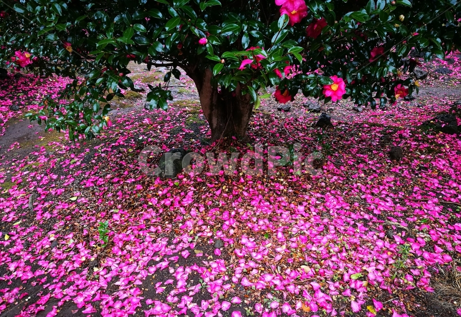 핑크,카멜리아,동백꽃,동백나무,분홍,겨울,크리스마스,감성사진,식물,자연,plants,nature,꽃,flower,나무,trees,wood