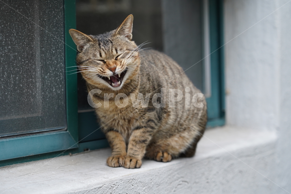 고양이,길고양이,cat,pet,길냥이,뱅갈고양이,애완동물,animal,폭소,웃는고양이,스마일,동물,animal,포유류,mammal,고양이,cat,kitten,kitty