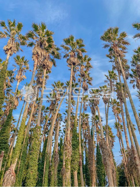 나무, tree, plant, 야자수, 제주도, 사진,이미지,일러스트,캘리그라피 - elisha작가