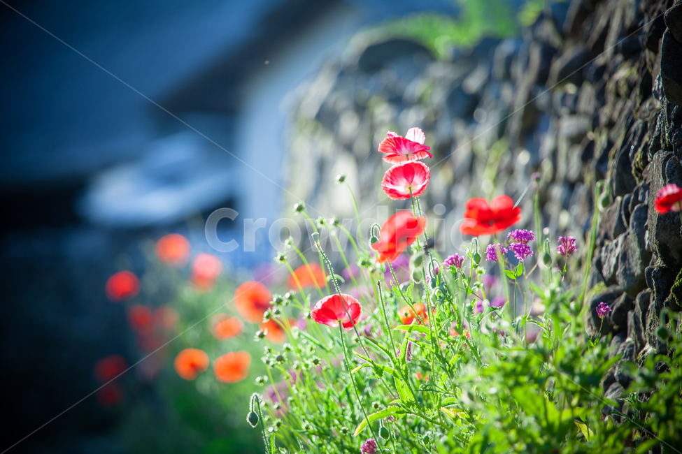 양귀비,돌담,외암리,꽃길,한국의미,식물,자연,plants,nature,꽃,flower