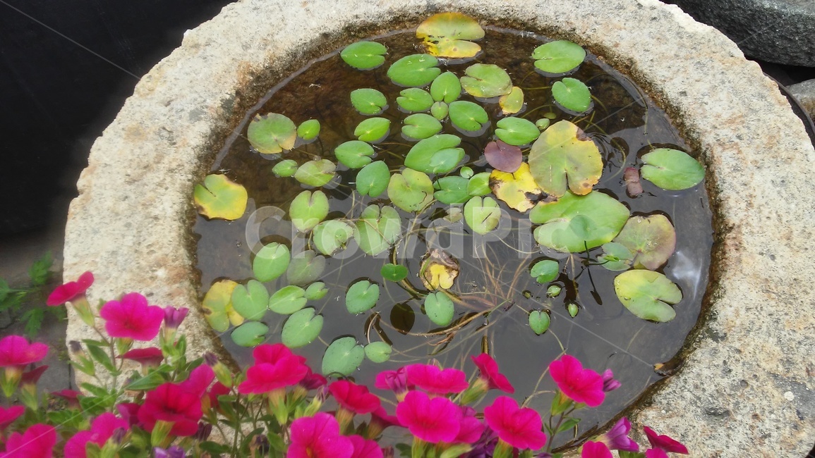 수련,다년생초본식물,수생식물,이판화,쌍자엽식물,식물,자연,plants,nature