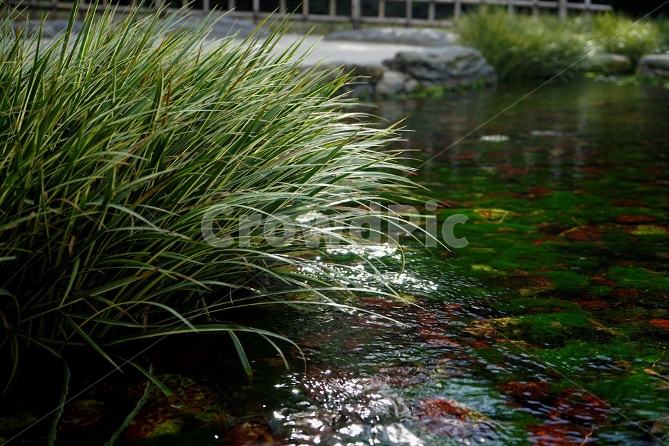 연못,수초,식물,자연,녹색,잎,green,grass,water,nature,environment,leaves,식물,자연,plants,nature