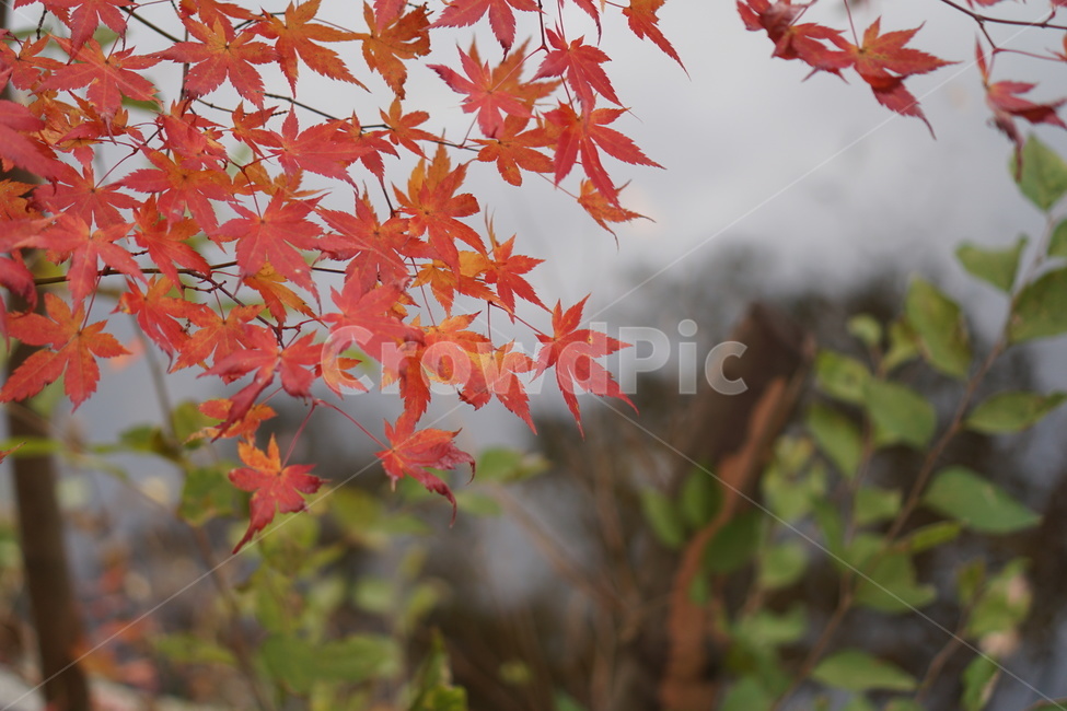 단풍,단풍놀이,가을,낙엽,가을산,힐링,가을,계절,fall,autumn,season,leaf,잎,plant,식물,tree,나무,maple