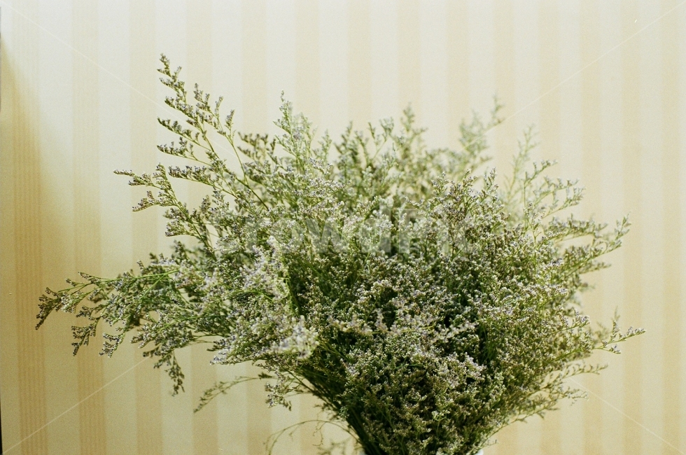 필름사진,꽃,감성사진,풍경사진,화분,식물,자연,plants,nature,꽃,flower,실내용화초,화분,화초,house plant,감성,sensible,feeling,인테리어,실내디자인,interior design