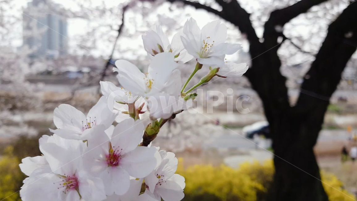 plant,식물,cherryblossom,벚꽃,flower,blossom,꽃,꽃길
