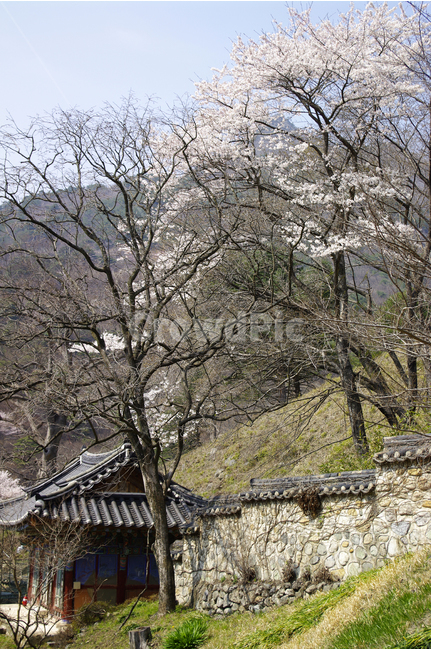 한국,밀양,표충사,사찰,절,전통,벚나무,봄,계절,spring,season,한국전통,한국문화,korean traditional,korean culture,건축물,건물외관,exterior,building,structure,architecture,construction,plant,식물,nature,자연,outdoors,옥외