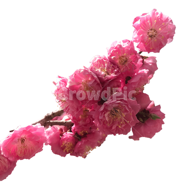 plant,blossom,꽃,flower,식물,봄꽃,꽃누끼,누끼