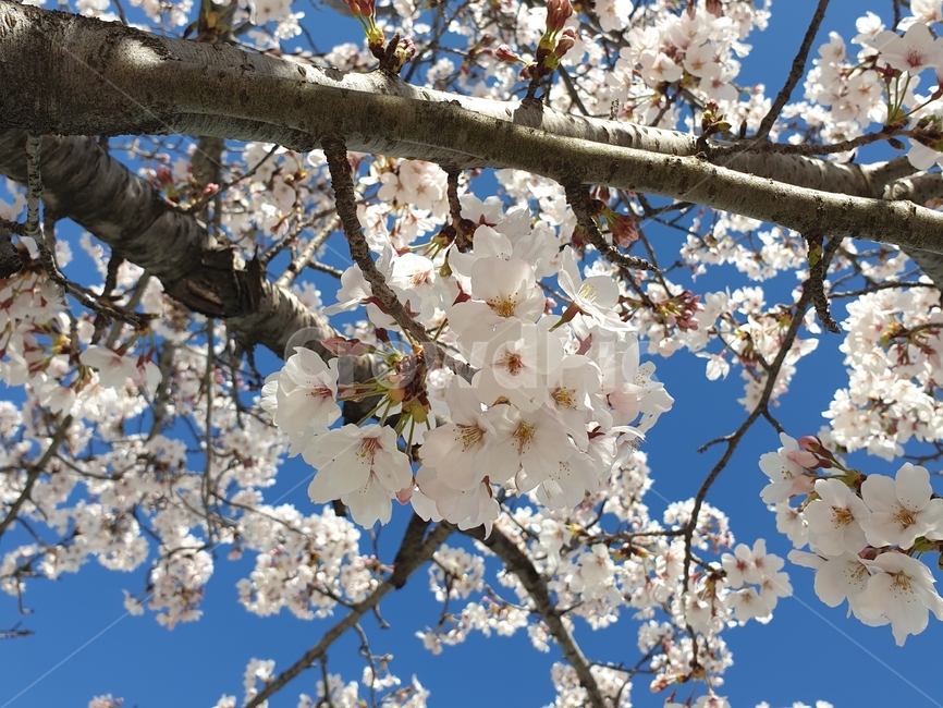 벚꽃,하늘,봄,꽃,파란하늘,봄,계절,spring,season,식물,자연,plants,nature,꽃,flower,plant,blossom,cherry blossom