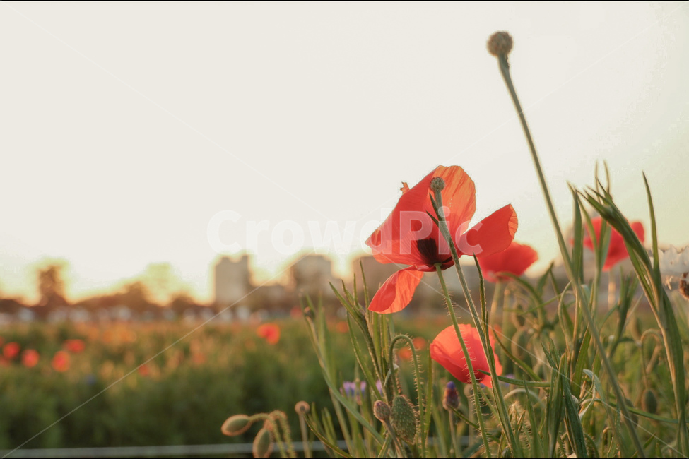 풍경,자연,꽃,양귀비꽃,봄꽃,식물,자연,plants,nature,꽃,flower