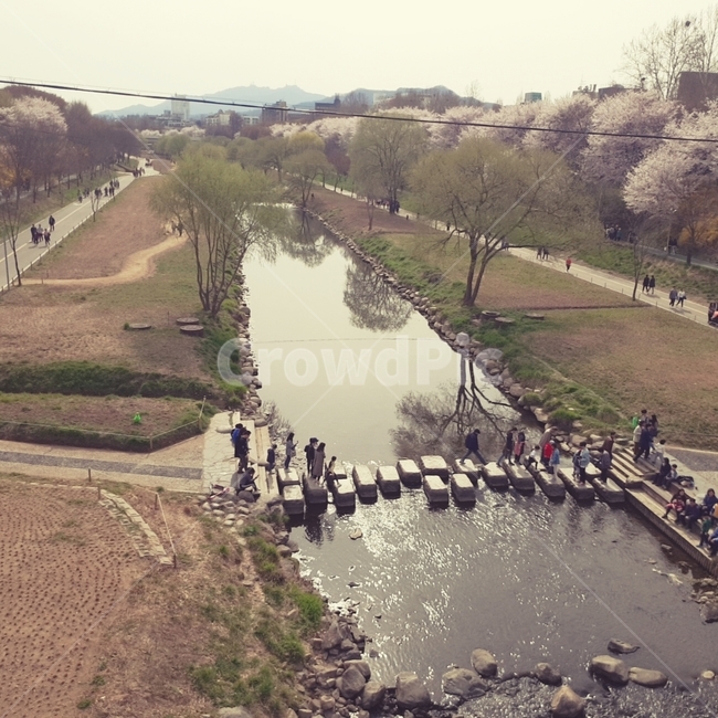 벚꽃,사람들,water,풍경,flower,people,tree,양재천,냇가,물,꽃,예쁜배경,빈티지,vintage,자연,nature,person,트리,나무,연인,가족,lover,family,아이들,kids,돌다리,잔디,glass