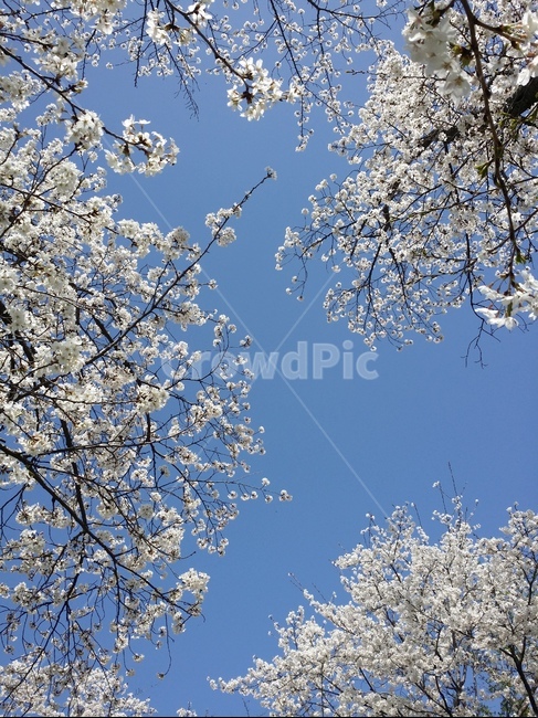 벚꽃,꽃,식물,하늘,자연,cherryblossom,flower,bluesky,봄,계절,spring,season,cherry blossom,blossom,plant