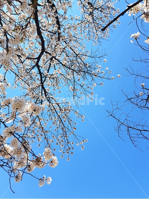 나무,하늘,벚꽃,봄,감성,봄,계절,spring,season,식물,자연,plants,nature,꽃,flower,plant