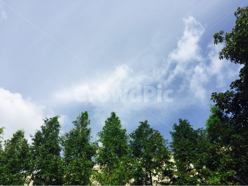 자연,녹색,초록색,하늘색,green,skyblue,자연,풍경,nature,landscape,식물,plants,나무,trees,wood,tree,plant