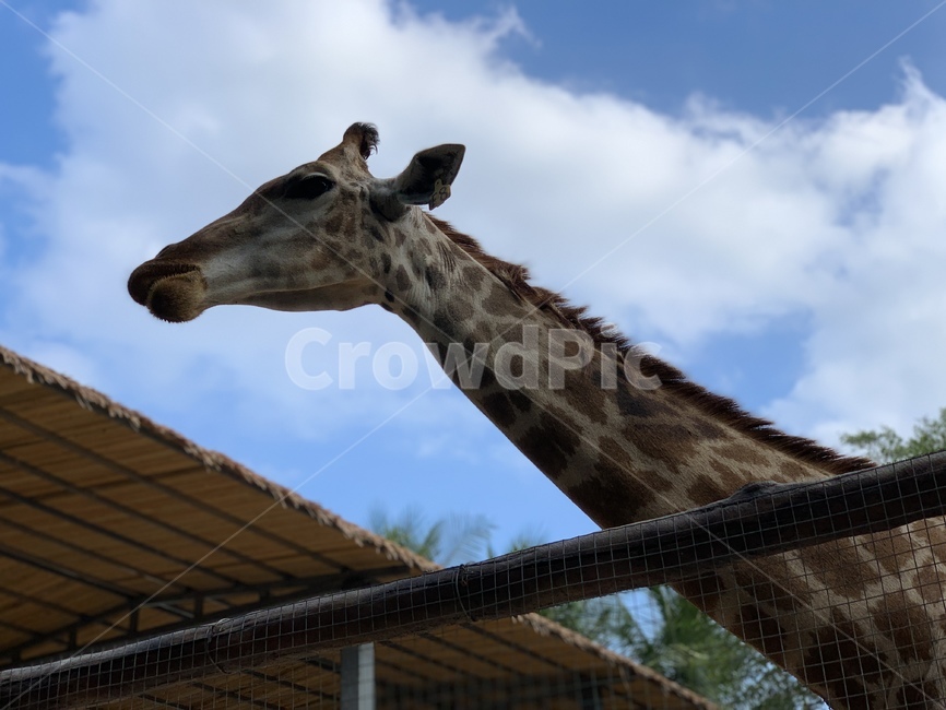 기린,동물,giraffe,초식동물,얼룩무늬,동물,animal,포유류,mammal