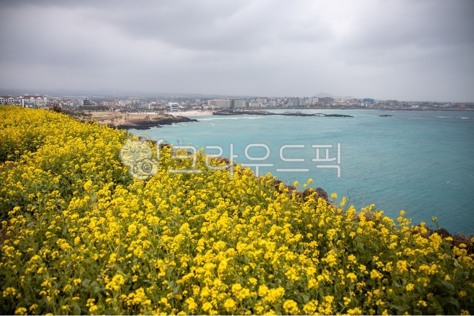 유채,유채꽃,꽃,함덕해수욕장,서우봉,제주,봄,바다,식물
