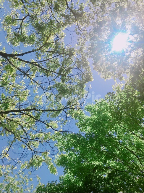 하늘,풍경,해,나무,푸른,초록,햇빛,파란,나뭇잎,자연,풍경,nature,landscape,휴식,힐링,rest,relaxation,healing,tree,plant,식물,tree trunk,나무 줄기,light,빛,flare,플레어