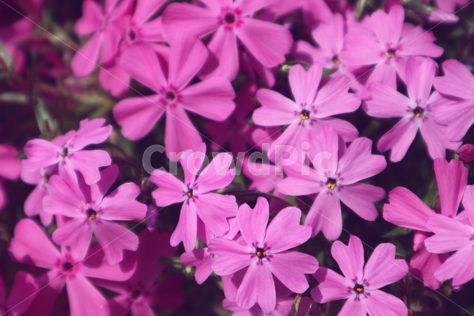 봄,꽃,나무,계절,자연,spring,flower,tree,season,힐링,healing,식물,자연,plants,nature,꽃,flower