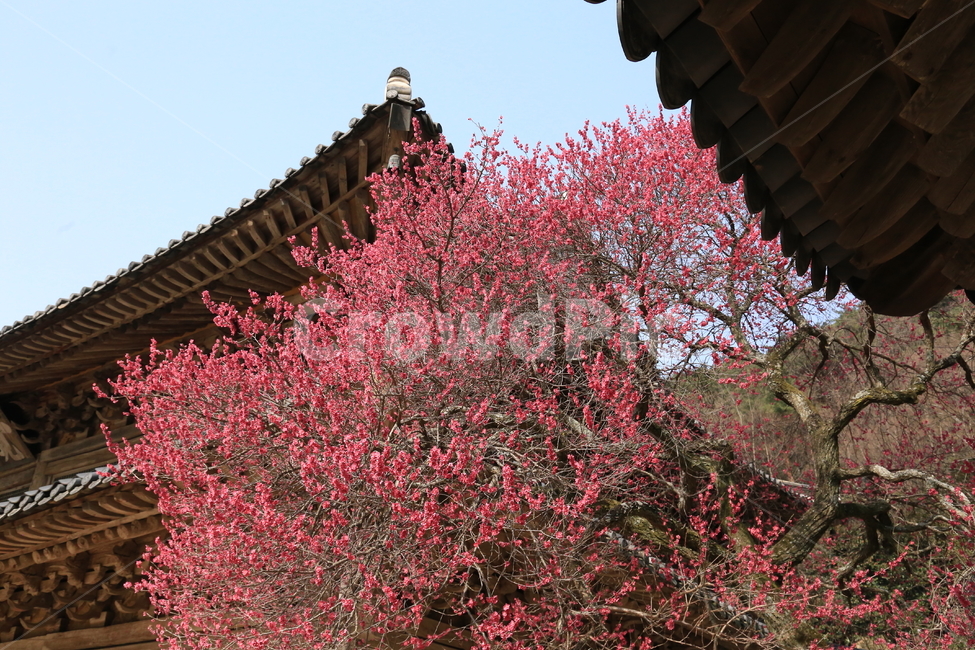 구례,화엄사,각황전흑매,매화,봄,봄,계절,spring,season,한국전통,한국문화,korean traditional,korean culture,식물,자연,plants,nature,나무,trees,wood,건축물,건물외관,exterior,building,structure,architecture,construction