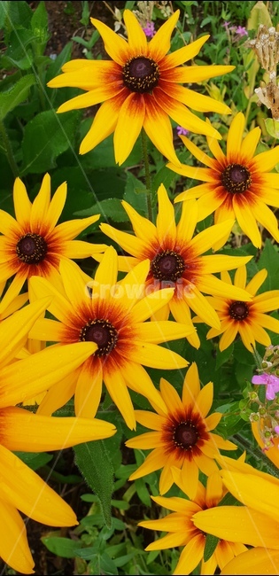 루드베키아,영원한행복,여름꽃,자연,rudbeckia,배경,배경이미지,배경화면,색감,바탕,텍스쳐,질감,패턴,이미지,식물,자연,plants,nature,꽃,flower