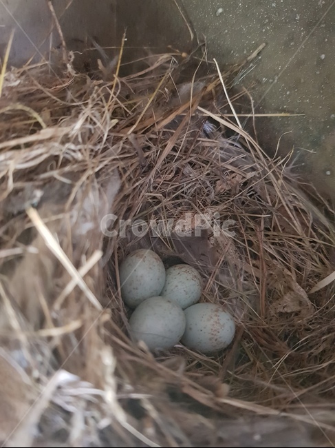 자연,조류,알,새집,새알,동물,animal,조류,새,birds