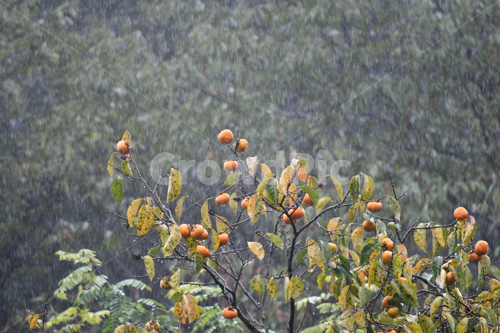 빗방울,과일,감성,감성사진,가을,plant,감,produce,food,fruit