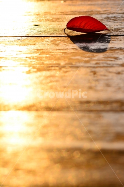 마지막잎새,늦가을,쓸쓸함,낭만,고독,떠나다,아쉬움,미련,가을,계절,시즌,칼라풀,시안,광고,디자인,디자이너,사보,카다로그,뉴스레터,브로셔,리플렛,잡지,홍보,마케팅,전단,출판,편집,sns,ebook,아름다운,colorful,뷰티풀,beautiful,색상,느낌,분위기,배경흐림,마크로,접사,클로즈업,빛망울,보케,역광,그림같은,레드,빨강,red,11월,feeling,emotion,solitaire,lonely,leaf,natural,자연,식물,fall,autumn,책자,서적,햇살,햇빛,골드,금색,golden,빛,가을,계절,fall,autumn,season,식물,자연,plants,nature,감성,sensible,feeling,휴식,힐링,rest,relaxation,healing,wood,나무