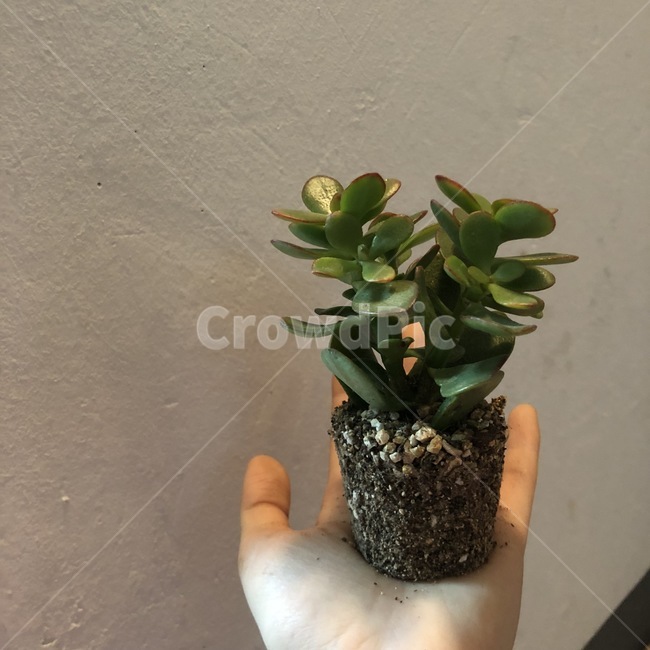 다육이,화분,꽃,풀,흙,뿌리,분갈이,식물,자연,plants,nature