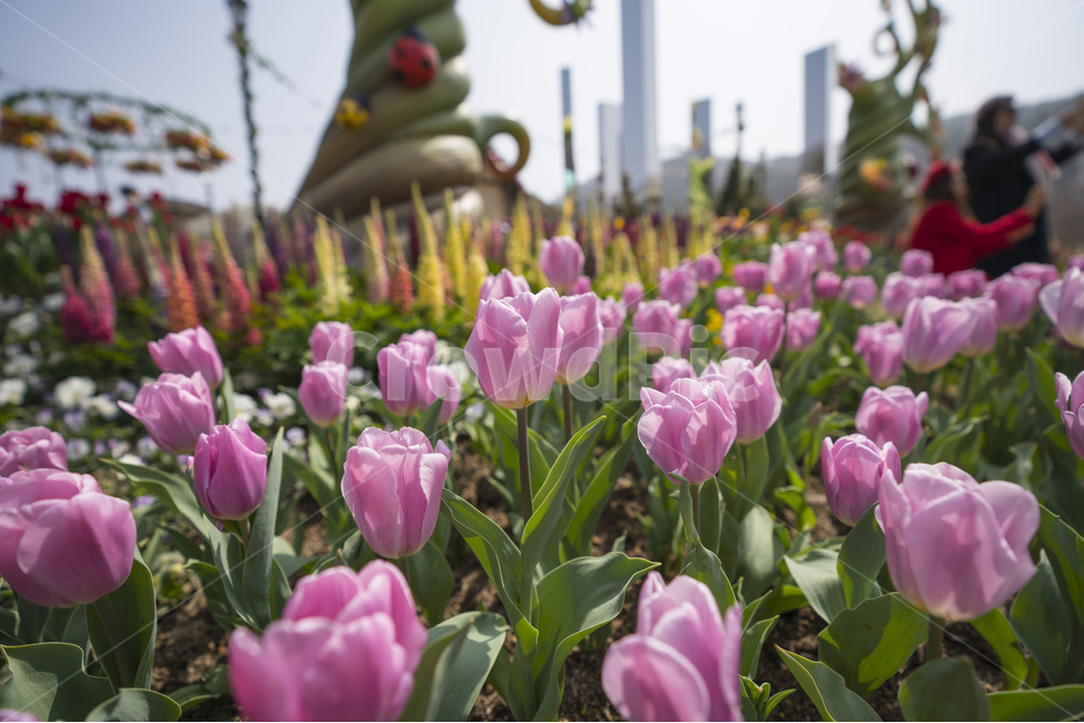 꽃,flower,튤립,꽃밭,꽃사진,tulip,flowers,자연,식물,natural,plant,봄,봄느낌,튤립꽃,튤립사진,꽃봉오리,풍경,풍경사진,꽃잎,식물,자연,plants,nature,꽃,flower