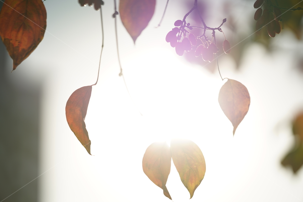 감성,빛,나뭇잎,식물,햇살,계절,풍경,햇빛,잎,나무,느낌,가을,계절,fall,autumn,season,식물,자연,plants,nature,휴식,힐링,rest,relaxation,healing,plant,light,flare,플레어