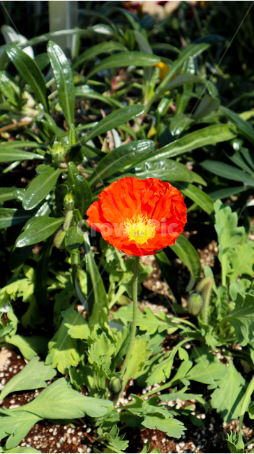 양귀비,봄,봄꽃,양귀비꽃,초록,주황,오렌지색,plant,식물,blossom,꽃,flower,spring,화려함,화려,공원,아름다움,풀,orange,green